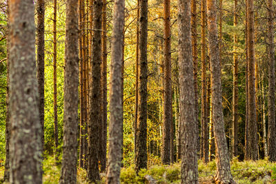 Full frame shot of trees in forest