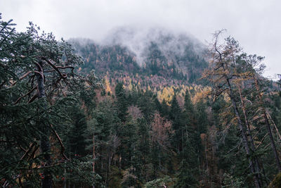 Trees in forest against sky