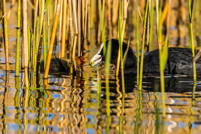 Side view of a bird swimming in lake