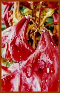 Close-up of water drops on plant