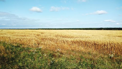 Scenic view of field against sky