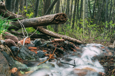 Trees in forest