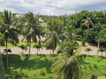 Scenic view of palm trees on landscape against sky