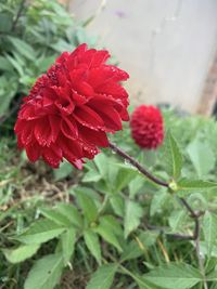 Close-up of red flowering plant