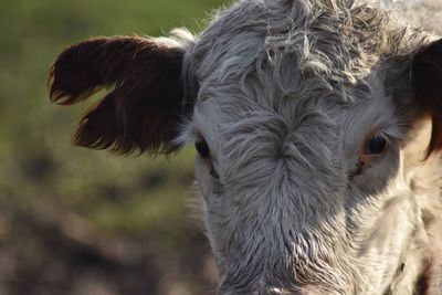 Close-up portrait of horse