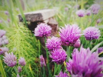 Close-up of purple flowers blooming outdoors