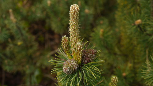 Close-up of leaves