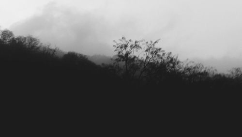 Trees against clear sky