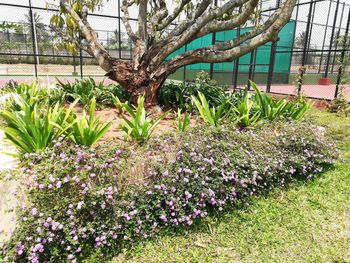 Flowers growing on tree