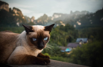 Close-up portrait of a cat