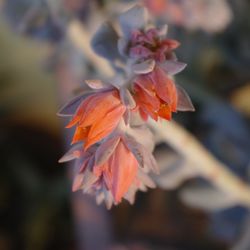 Close-up of flowers against blurred background