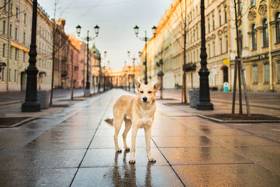 Dog standing on wet street amidst buildings in city