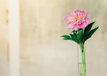 Close-up of pink flower in vase