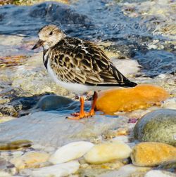 Close-up of duck in water