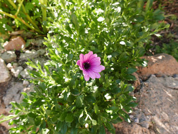 High angle view of cosmos blooming outdoors