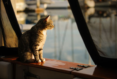 Cat sitting on table