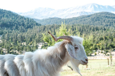 Goat in a field