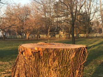 Trees by grass against sky