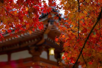 Autumn leaves of a japanese maple tree with a shrine in the background. 