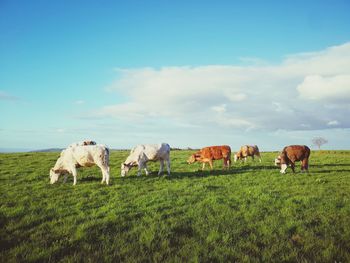 Horses in a field