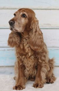 Close-up of dog