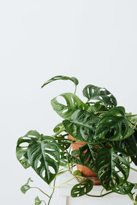 Close-up of fresh green leaves against white background