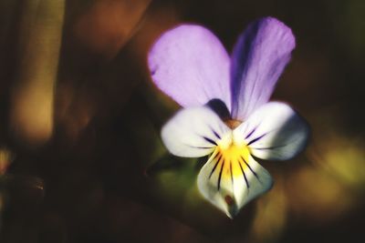 Close-up of purple crocus flower