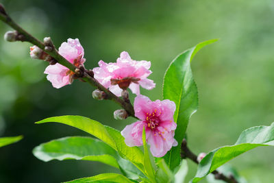 Close-up of pink cherry blossoms