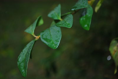 Close-up of wet plant leaves