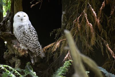 Close-up of owl perching on branch at night