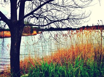 Bare trees by lake