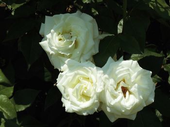 Close-up of white rose blooming outdoors