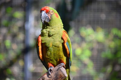 Close-up of parrot perching on branch