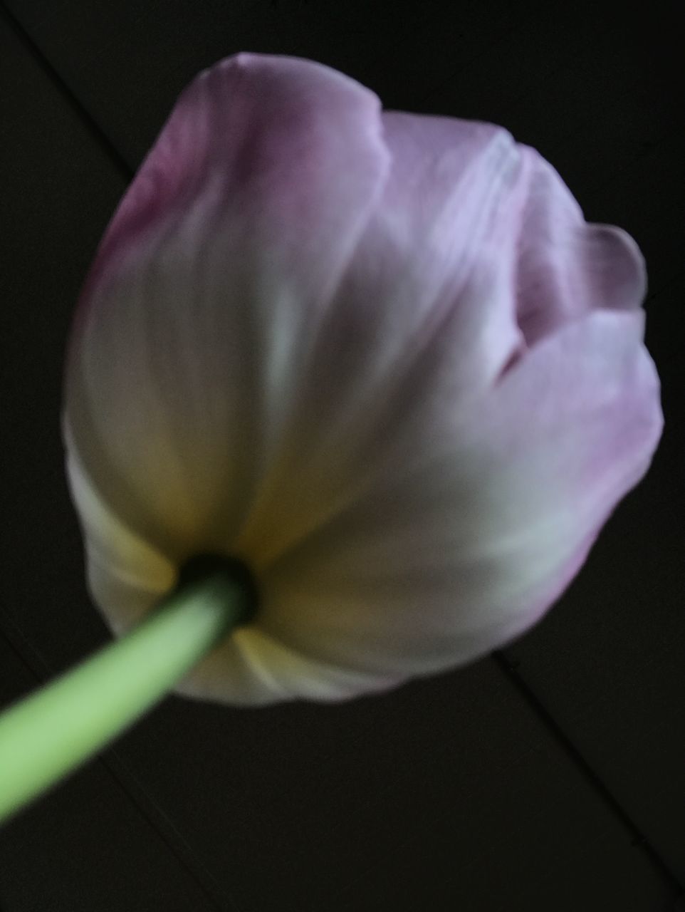 CLOSE-UP OF WHITE FLOWER