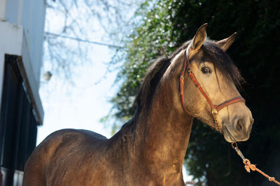 Horse in ranch