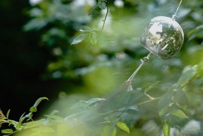 Close-up of water drops hanging on tree