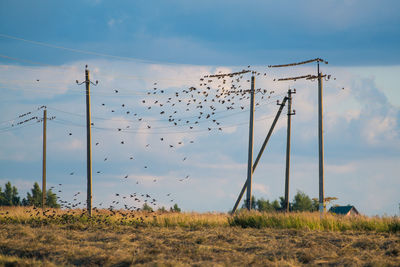 View of birds on land against sky