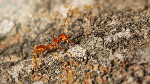 Close-up of insect on rock