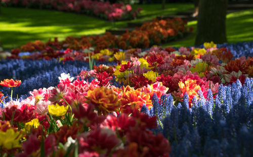 Close-up of multi colored flowering plants on field