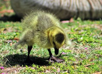 Close-up of yellow gosling on field during sunny day