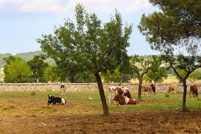 Horses in a field