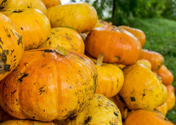 Bright picture with yellow and orange pumpkins, pumpkin stack on wooden boards, pumpkin close-up