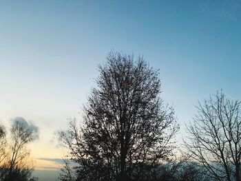 Low angle view of silhouette tree against sky during sunset