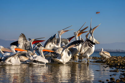 Birds in lake