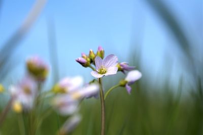 Close-up of pink flowering plant