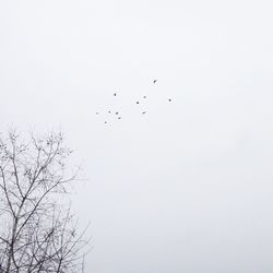 Low angle view of silhouette birds flying against clear sky