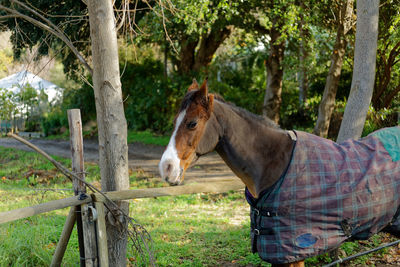 View of a horse on field