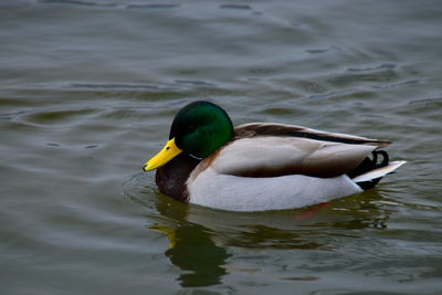 Close-up of duck swimming in lake