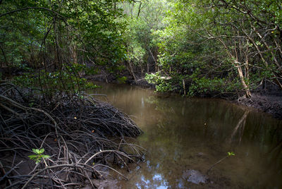 Scenic view of lake in forest