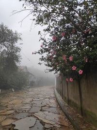 Street amidst trees against sky during rainy season